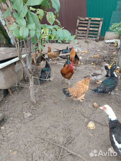 Кученский петушок