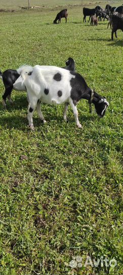 Коза дойная ламанча