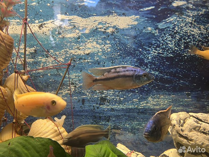 Рыбки цихлиды