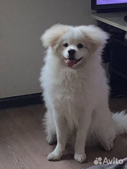 Японский шпиц