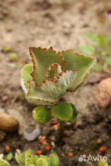 Редкие суккуленты