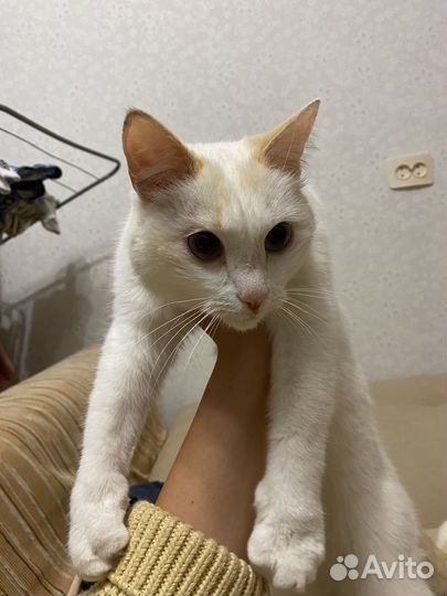 Кошка