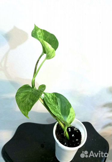 Сциндапсусы и эпипремнумы