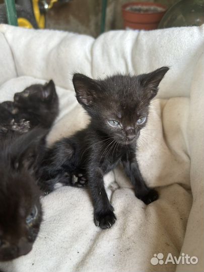 Черные котята