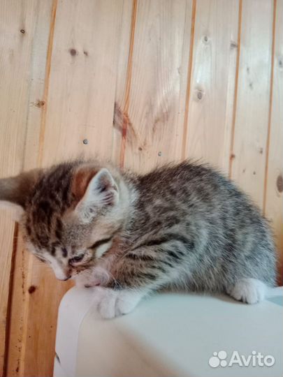 Котёнок