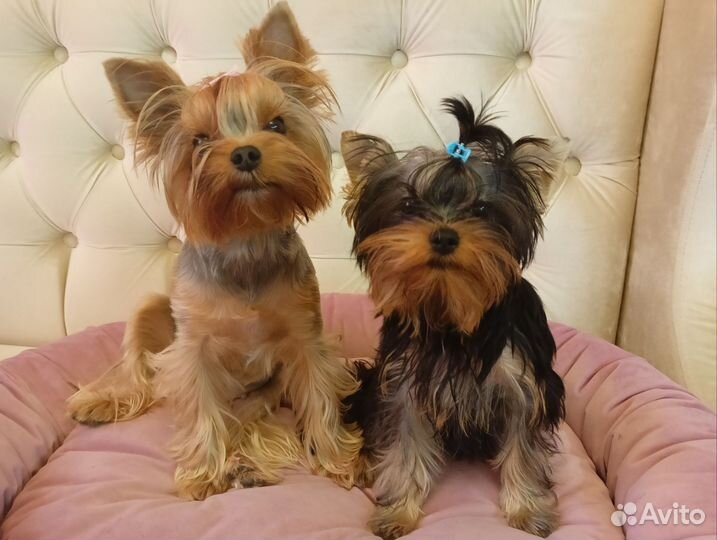 Йоркширский терьер