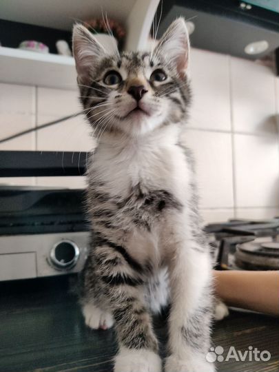 Котята