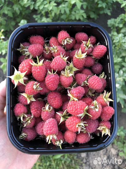 Малина саженцы