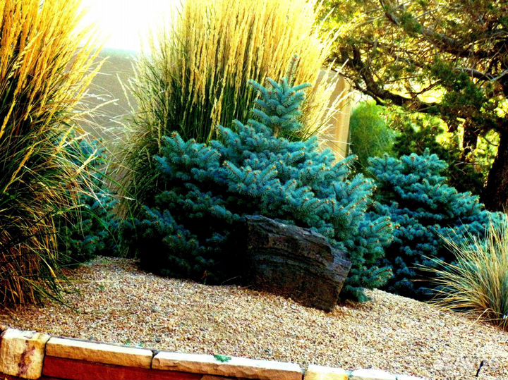 Голубая ель с доставкой