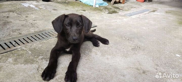 Щенок,девочка,гуляет в Олимпийском парке