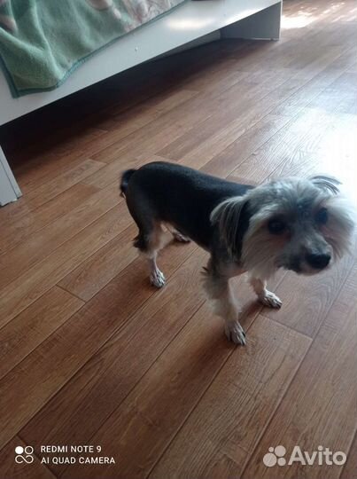 Йоркширский терьер мальчик