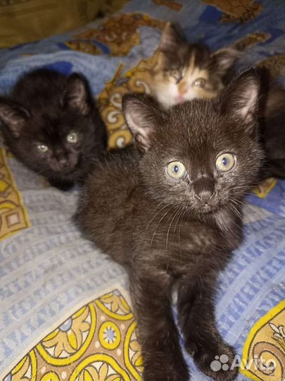 Кошки в добрые руки бесплатно