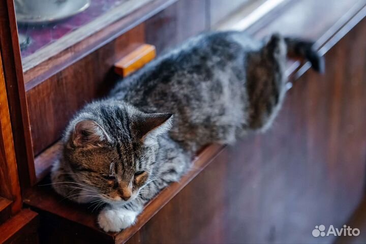 Котик в добрые руки