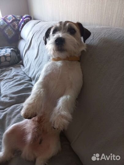 Вязка Джек Рассел