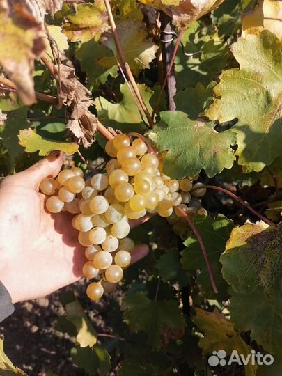 Виноград технический