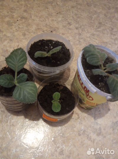 Глоксиния махровая