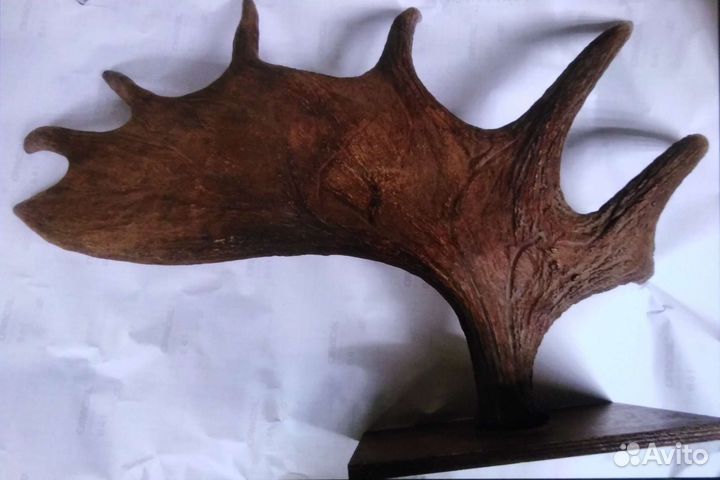 Рога лося. Большие 79х50х20 см. На стену