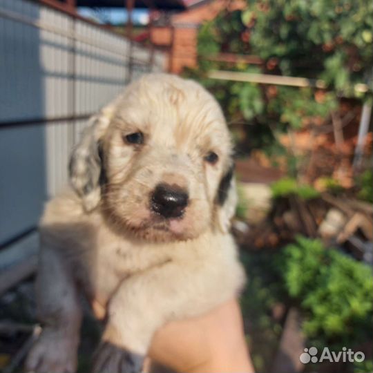 Английский сеттер