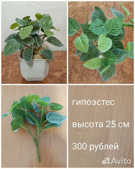 Комнатные цветы фикус плющ филодендрон калатея