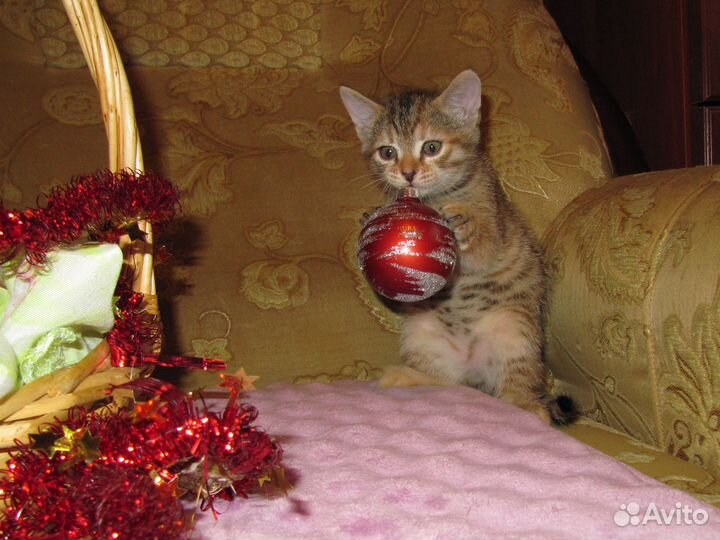 Котята полуторамесячные. Тепло, уют и счастье в до