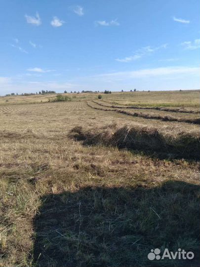 Товары для домашних животных