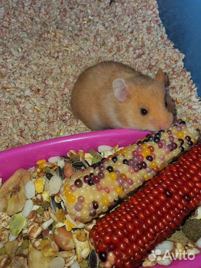 Сирийские хомячки разных окрасов, 3 недельки