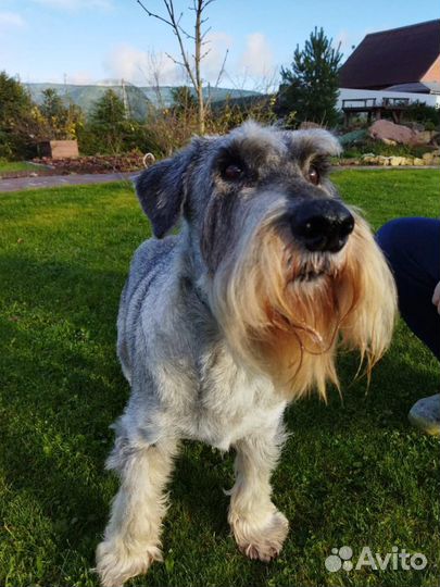 Миттельшнауцер Жордин, 10 лет,в ответственные руки