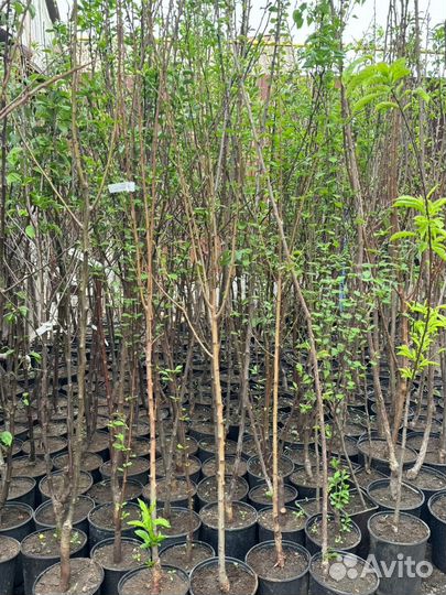 Саженцы плодовых деревьев