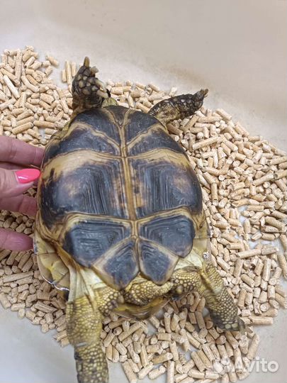 Черепаха сухопутная