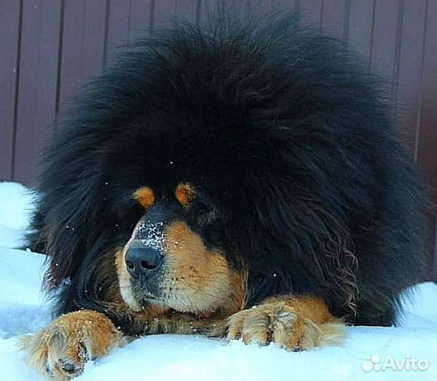 Тибетский мастиф вязка