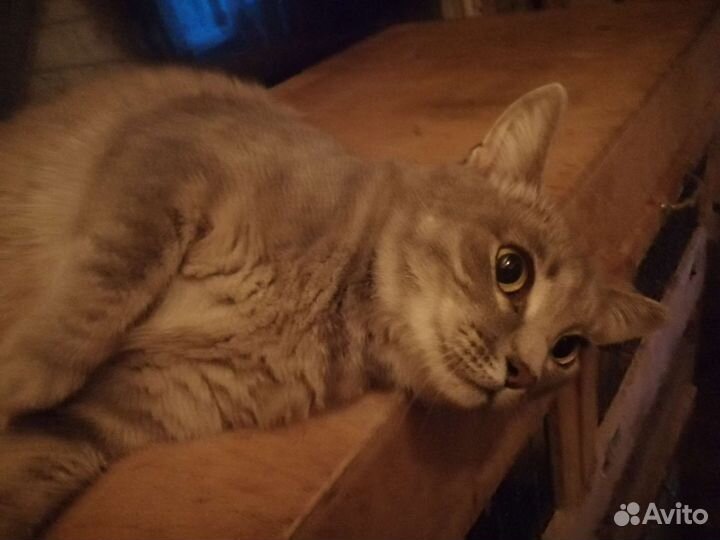 Русская голубая кошка