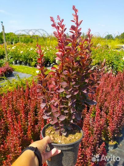 Саженцы барбариса