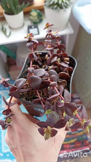 Суккуленты