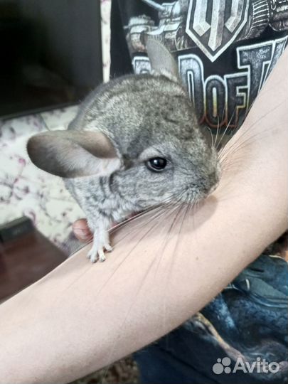 Шиншилла