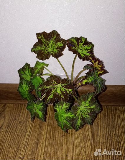 Бегония Бауэра Клеопатра Тигровая