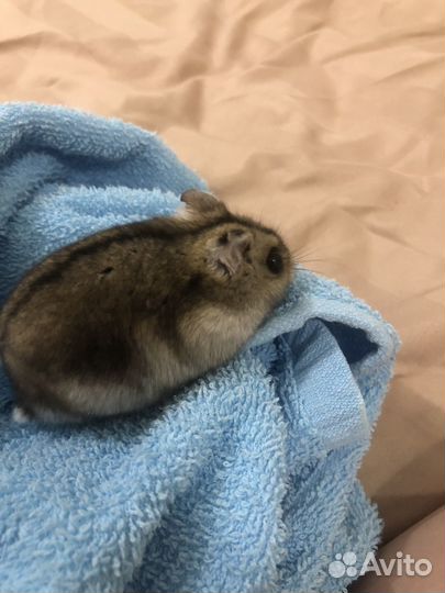 Джунгарский хомяк