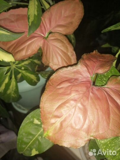 Филодендрон сильвер квин