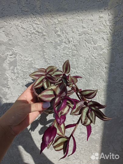 Традесканция зебрина