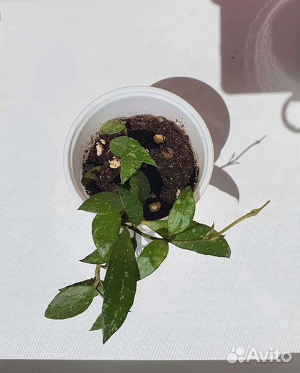 Хойи разные коллекционные