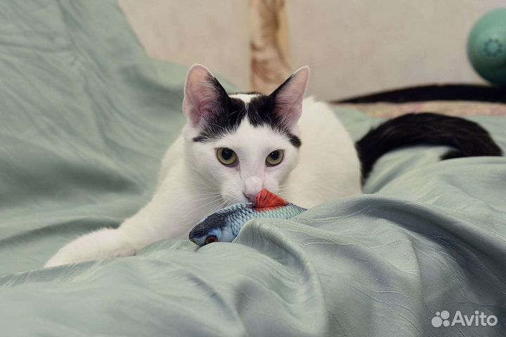 Котик Басик