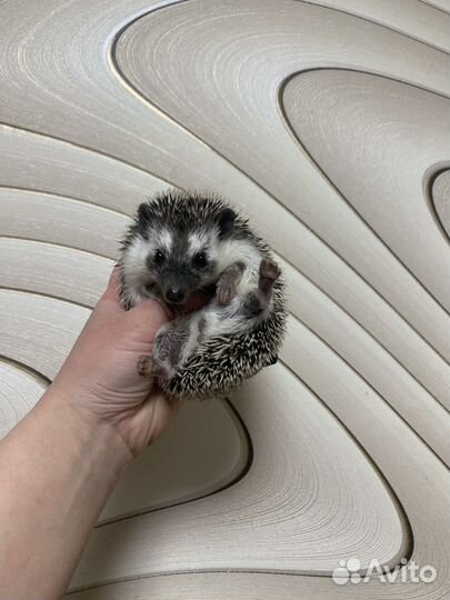 Африканские ежики (ручные ежи из питомника)