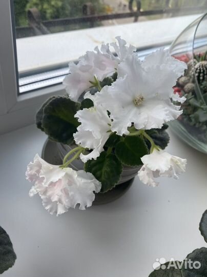 Фиалка на заказ стартеры