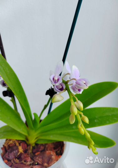 Орхидея фаленопсис Сапфир