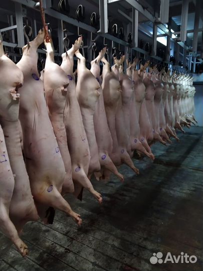 Свинина в полутушах оптом