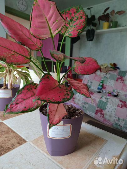 Аглаонема в ассортименте