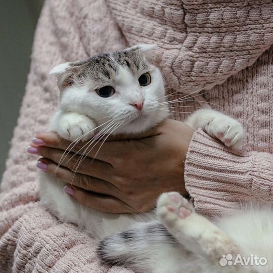 Кот Нильс ищет дом