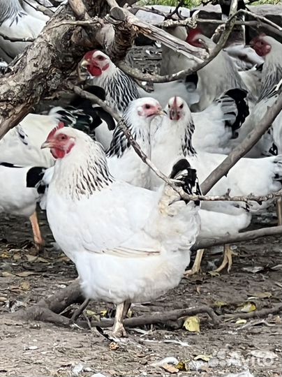 Куры молодки