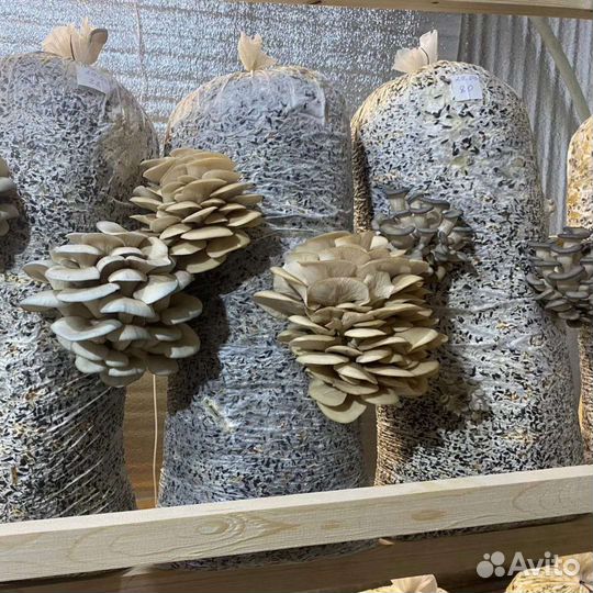 Готовые блоки Вешенки