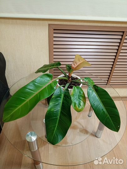 Филодендрон