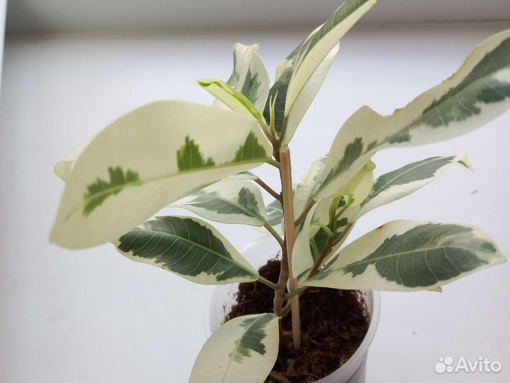 Комнатные растения